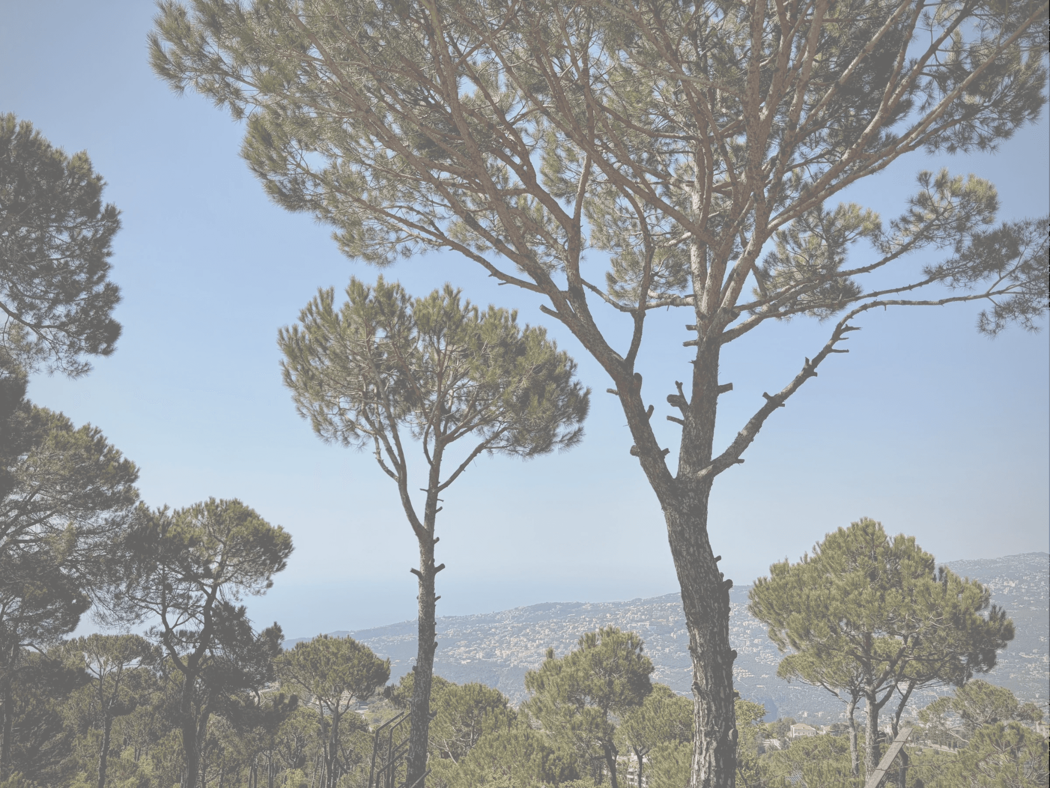 Gatherings in the trees